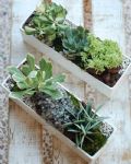 福祿桐組合小盆景 Polyscias Arrangement